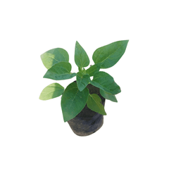 shop for best sunflower plant online at the lowest price