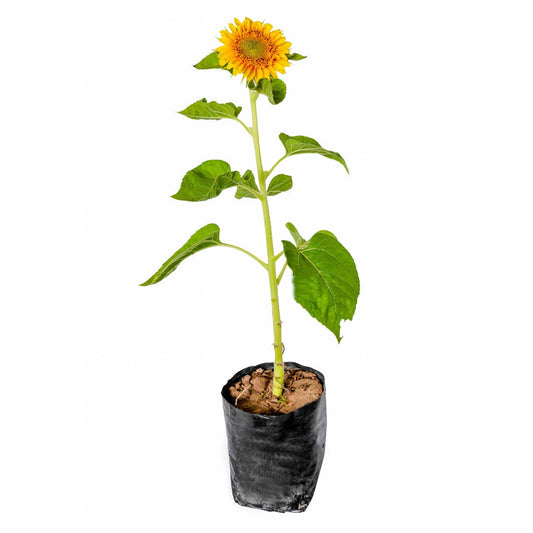 Sunflower Plant
