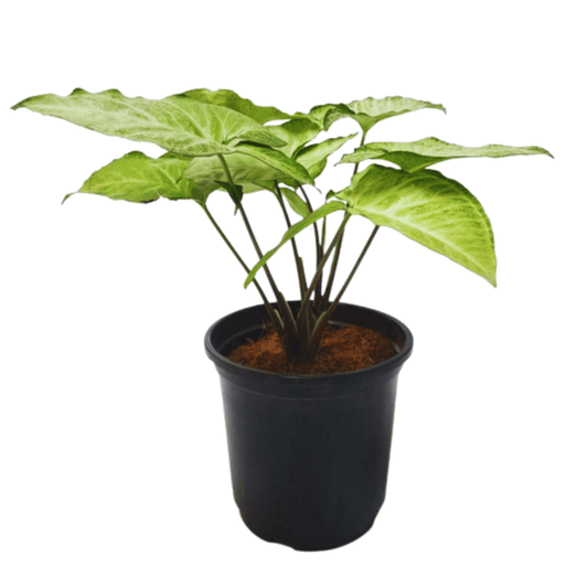 Syngonium Green Plant with Pot