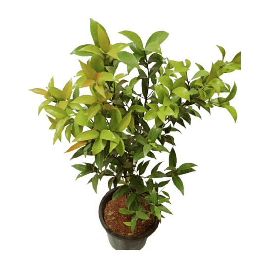 Syzygium Plant