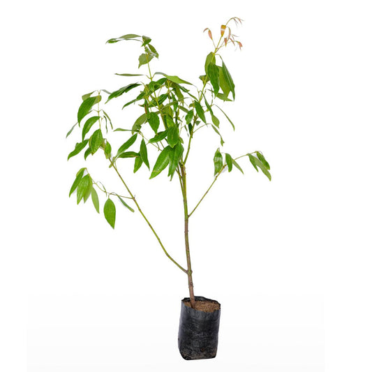 Tej Patta / True Cinnamon / Bay Leaf Plant