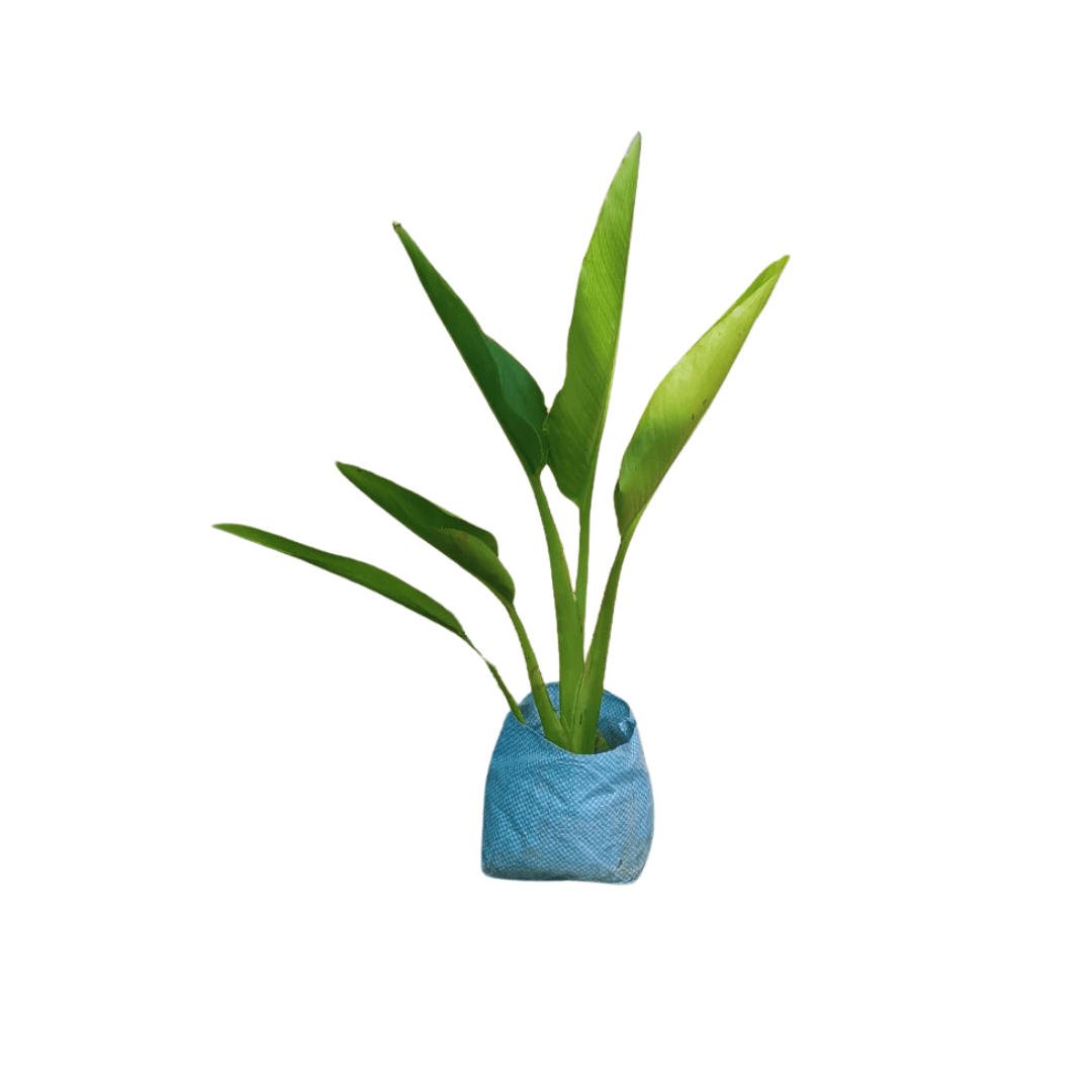 shop for best traveller palm plant online