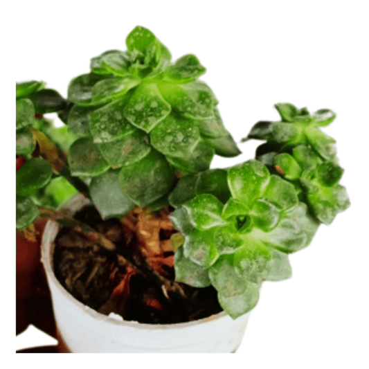Succulent Plant3