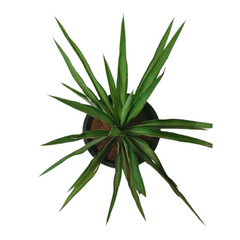 Yucca Plant / Needle Palm