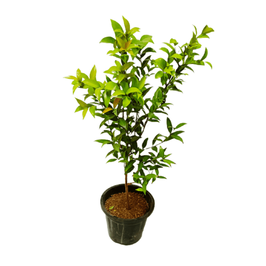 Syzygium Plant