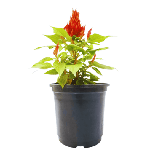 Celosia Plant: Cultivate vibrant garden beauty,  Premium variety for unique blooms and color,  Explore the beauty of Celosia in your garden