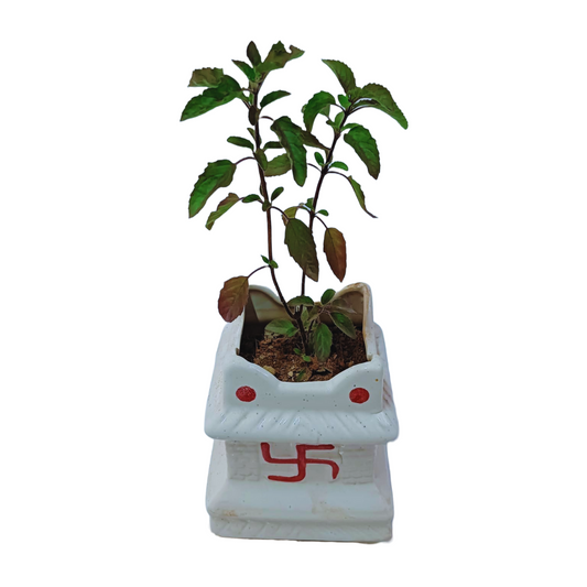 Rama Tulsi Plant with Swastic Ceramic Pot