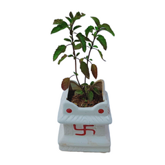 Krishna Tulsi Plant with Ceramic Pot