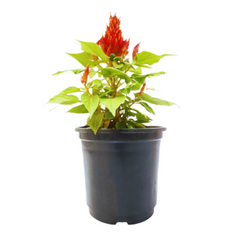 Celosia Plant: Cultivate vibrant garden beauty,  Premium variety for unique blooms and color,  Explore the beauty of Celosia in your garden
