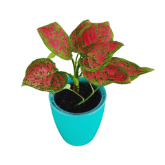 Aglaonema Valentine Plant in Vistara Self Watering Pot