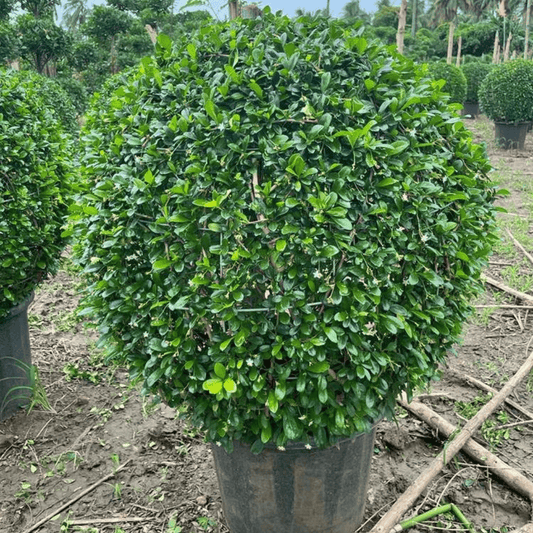 Malpighia Plant