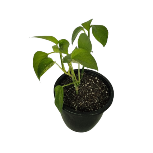 Buy Green Money Plant Online – Prosperous Indoor Greenery, Purchase Lush Money Plant for Your Home or Office, Online Shopping: Healthy Green Money Plant – Feng Shui Charm, Money Plant for Sale – Stylish Indoor Decor Option