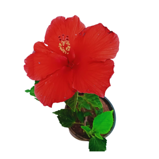 Buy Online: Hibiscus Shrub - Bring the elegance of these iconic flowers to your garden effortlessly, Acquire Hibiscus Plant Online: Explore a variety of hibiscus species for a colorful and thriving garden, Buy Online: Hibiscus Plant - Add vibrant blooms to your garden with this exquisite flowering shrub