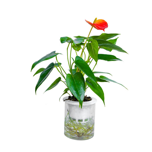 Water Plant Anthurium / Flamingo Lily
