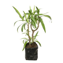 Werneria Plant