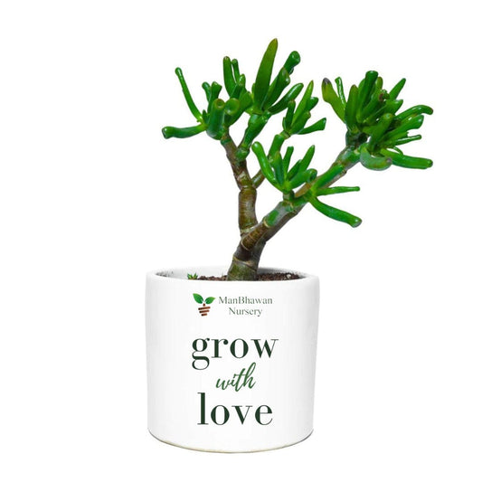 Crassula Ovata Gollum Plant Gift in Ceramic Pot - 4 Inch