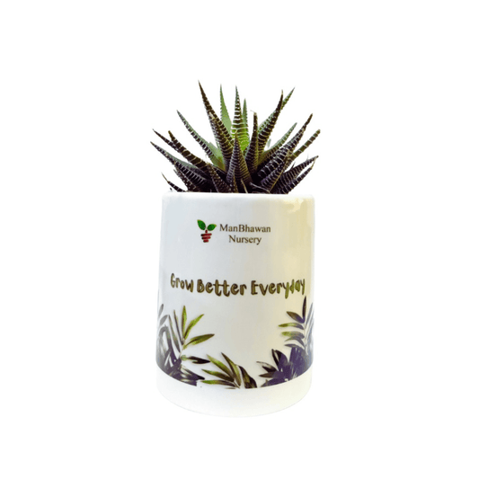 Zebra Haworthia Plant Gift in Ceramic Pot - 4 inch