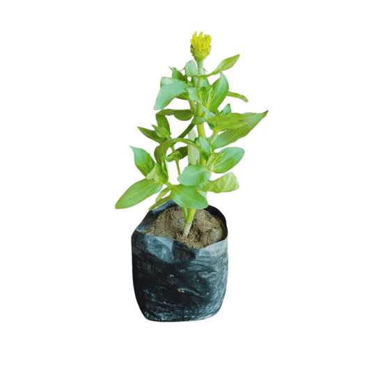 buy online zinnia dreamland plant at lowest price