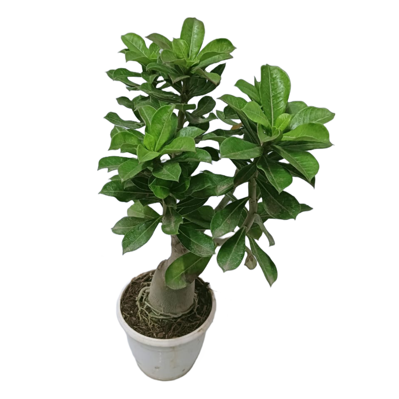 best adenium grafted plants, buy online succulent plants,  best indoor plants, outdoor plants