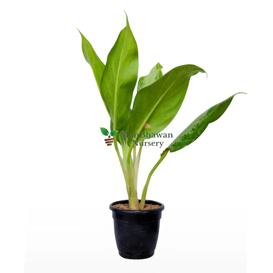 Aglaonema Green Plant