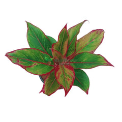 online aglaonema lipstick plant for home, new fresh plants, buy premium aglaonema plants for home, cheap aglaonema plants