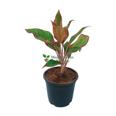 buy online aglaonema lipstic plants, best lipstick plant, best nursery me, plants nursery in noida