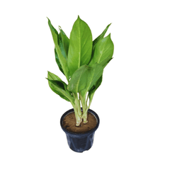 live aglaonema green plant online