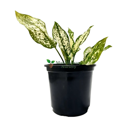 white snow plant, aglaonema plant buy online, online indoor plants, online plant nursery, best aglaonema plant online