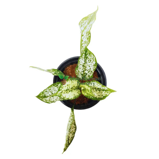 Aglaonema Snow White Plant, buy online snow aglaonema plant, new fresh plant under 149, indoor plants, new indoor plants