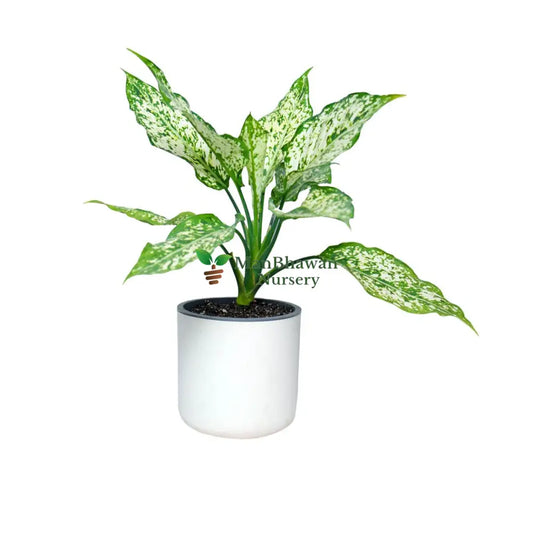 Aglaonema Snow White Plant Lorenzo Self Watering Pot, aglaonema plant for home, new indoor plant combo, best aglaonema snow white plant, buy online aglaonema snow white plant in white plant lorenzo self watering plant