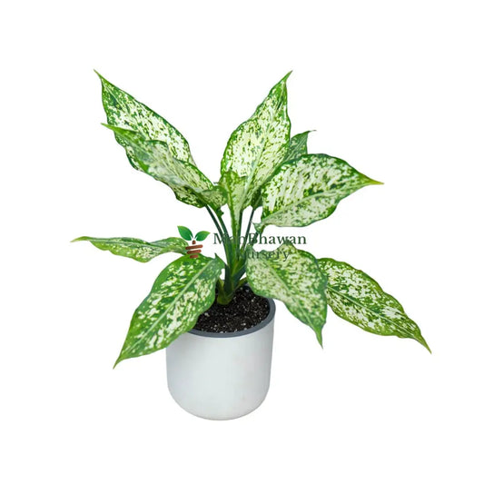 aglaonema snow plant, best indoor plant, indoor plant online, new online indoor plant,  buy online fresh indoor plants