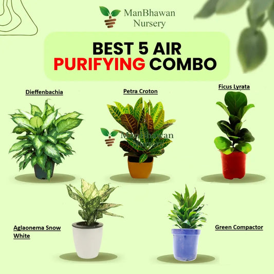 5 Best Air Purifying Plants Combo - Dieffenbachia, Petra Croton, Ficus Lyrata , Aglaonema, Green Compactor