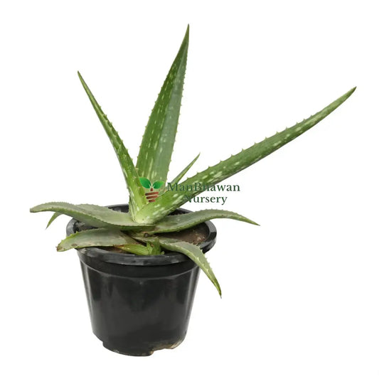 Aloe Vera Succulent with Pot 6 Inch Pot