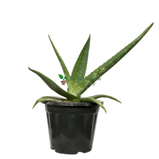 Aloe Vera Succulent with Pot 6 Inch Pot