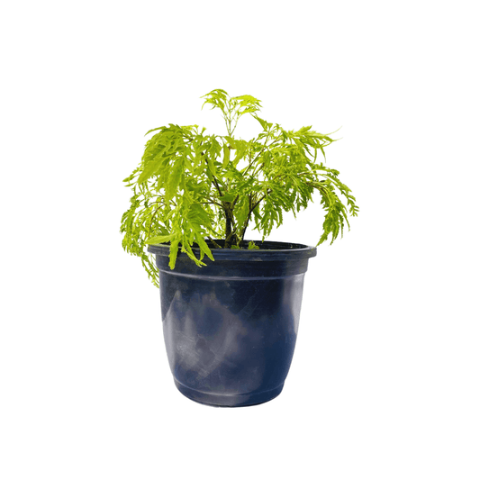 buy online best aralia fern plant at the lowest price from ManBhawan Nursery