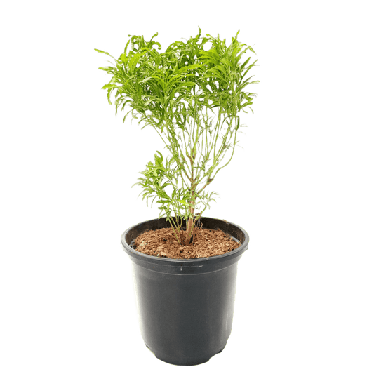 Aralia Green Plant with Pot