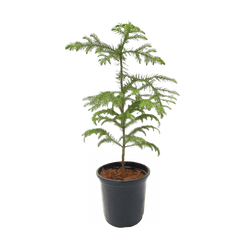 Araucaria Plant - Living Christmas Tree