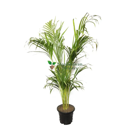 Areca Palm Plant