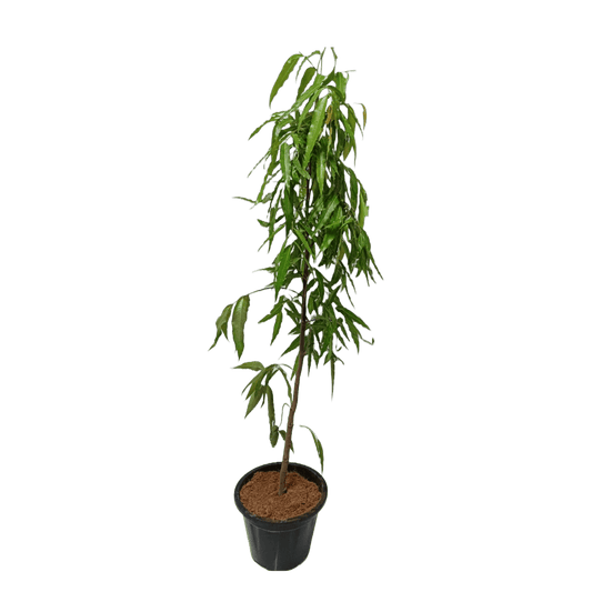 buy online ashoka plant near you, best outdoor plant, plant for garden, best online plant