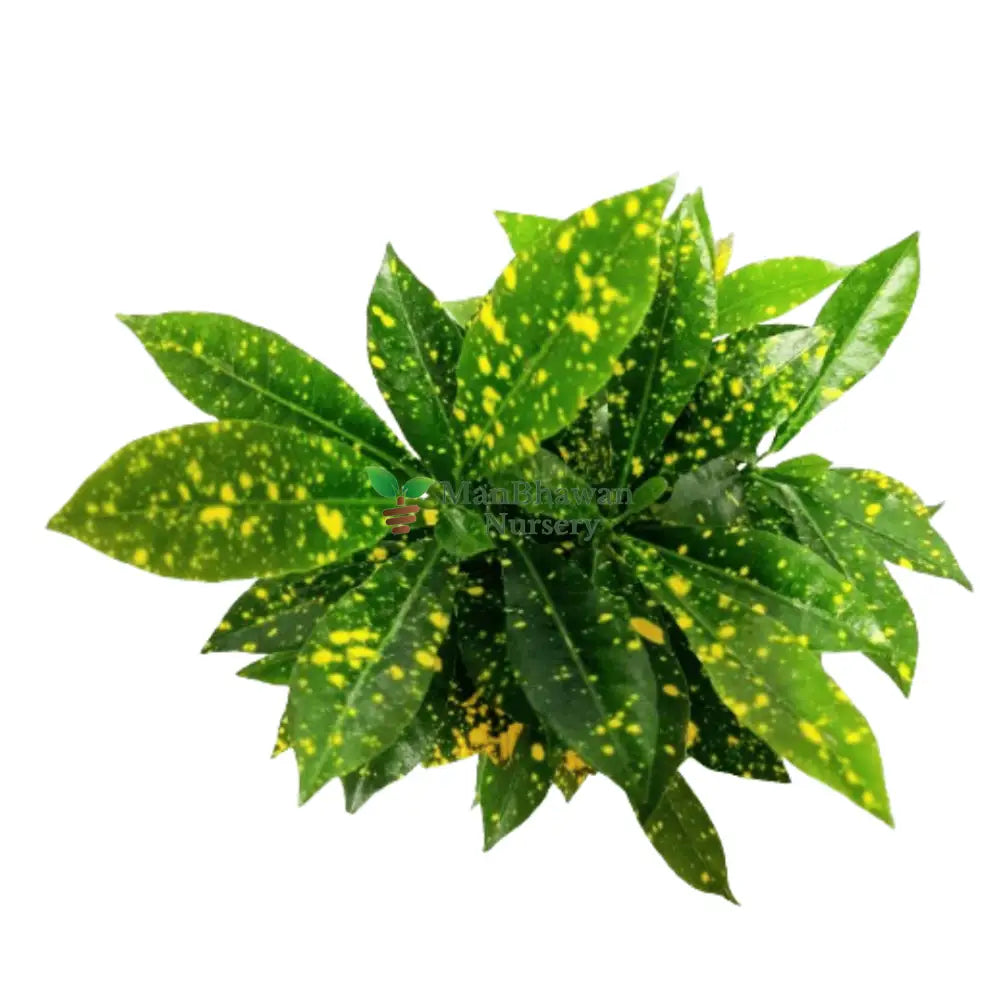 baby croton plants under 100, new live plants under 100, best indoor plants, online plants store, shop for best indoor plants