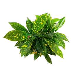 baby croton plants under 100, new live plants under 100, best indoor plants, online plants store, shop for best indoor plants