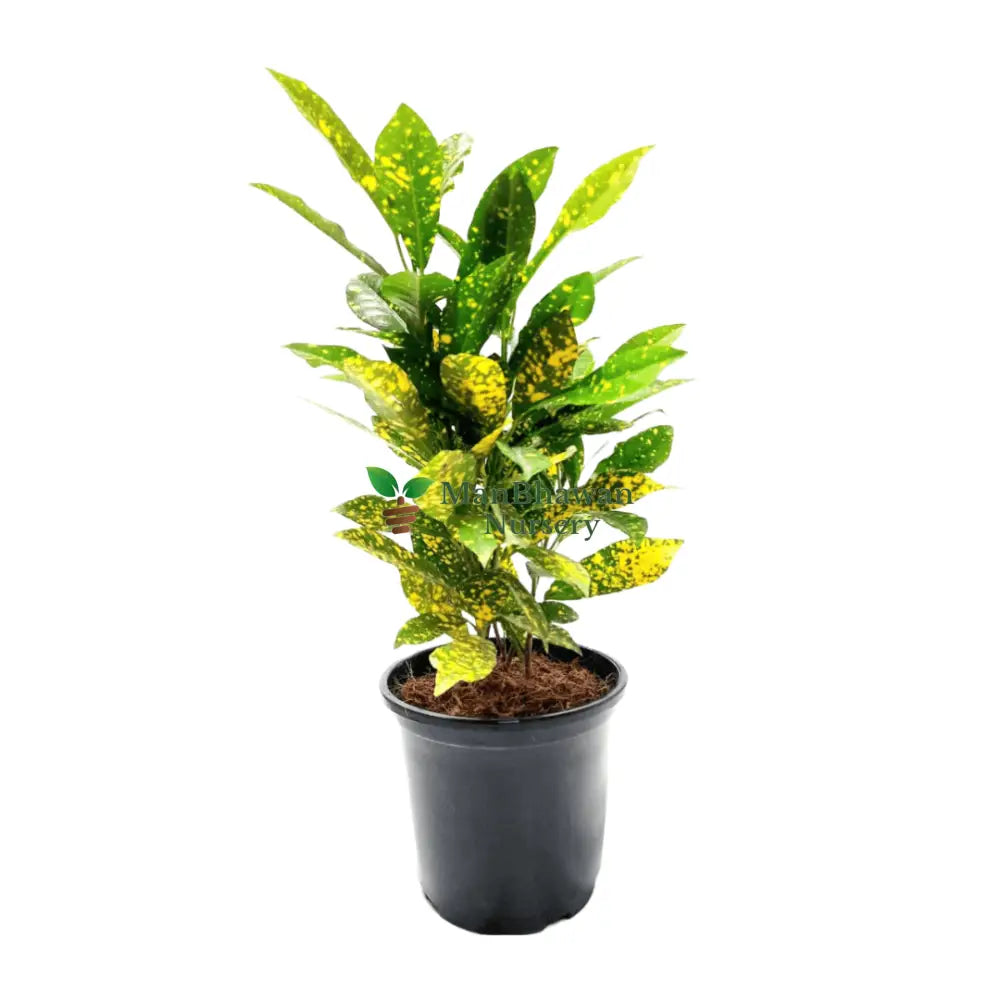 buy online baby croton plant, baby croton plant on sale, new best codiaeum variegatum plant on sale, best indoor plants near me, buy online air-purifying plant on sale, best live plants near me