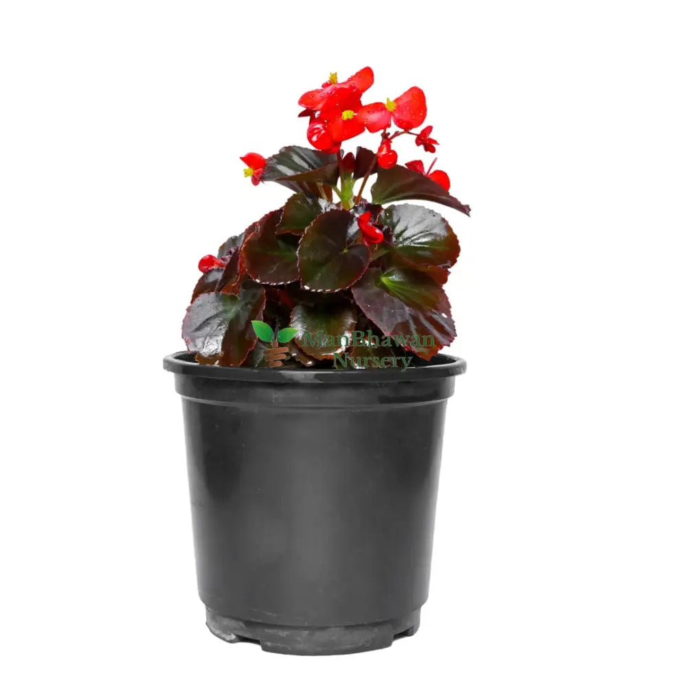 red begonia flower plant, buy online begonia plant, begonia red plant on sale, new best begonia plant, online indoor plants, live plant store near you, flower plants store near me