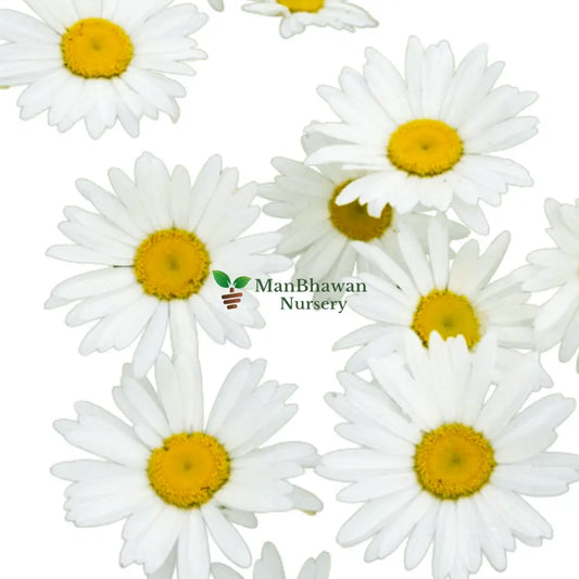 daisy flower plant online, shop for fresh flower plant online, bellis perensis online plants, best live daisy flower plant on sale