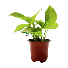 Best 5 Indoor Plant Combo - Money Plant Golden Jade Aglaonema Valentine White Pothos Succulent Star