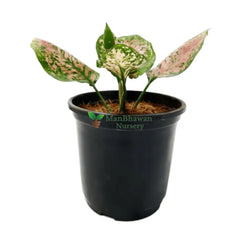 Best 5 Indoor Plant Combo - Money Plant Golden Jade Aglaonema Valentine White Pothos Succulent Star