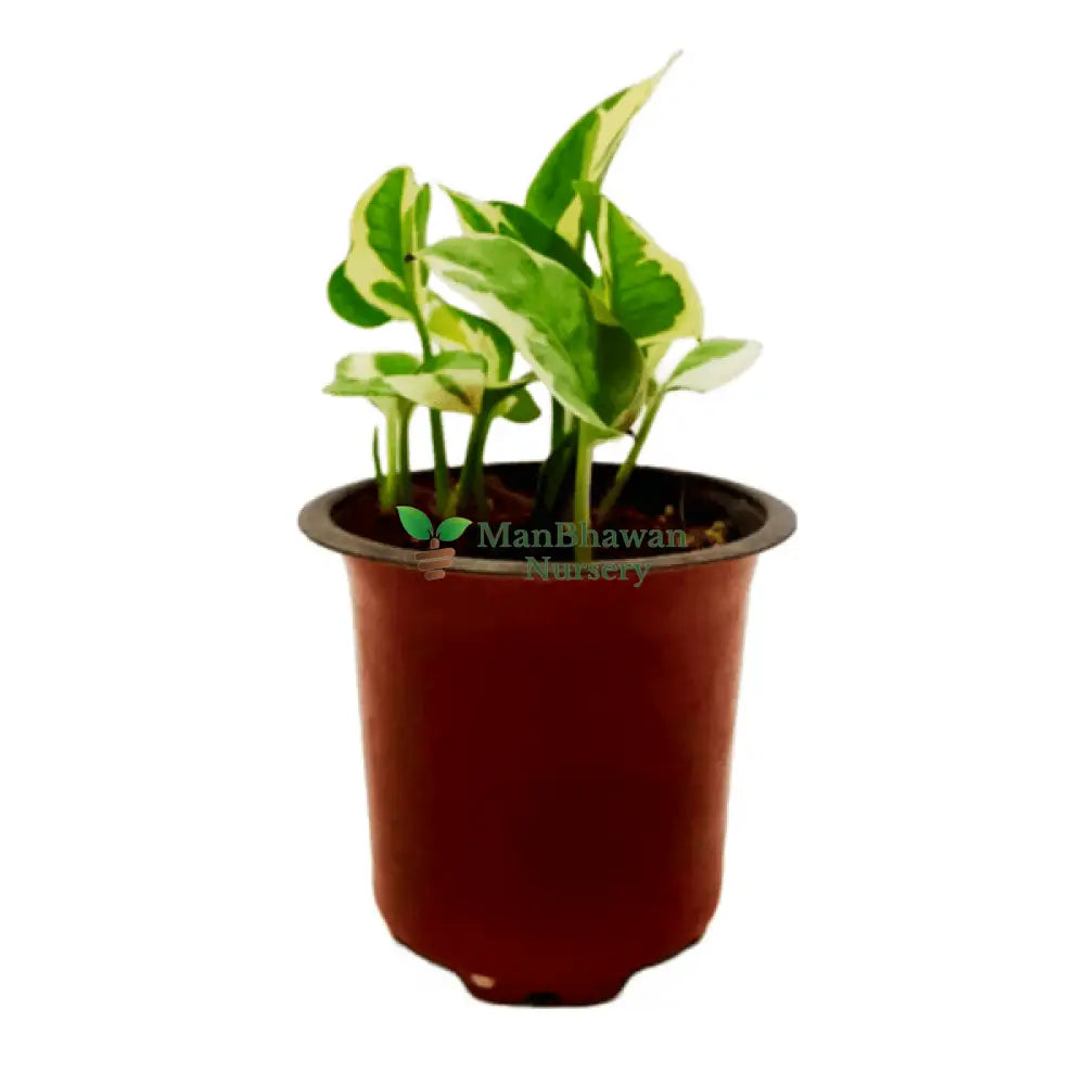 Best 5 Indoor Plant Combo - Money Plant Golden Jade Aglaonema Valentine White Pothos Succulent Star