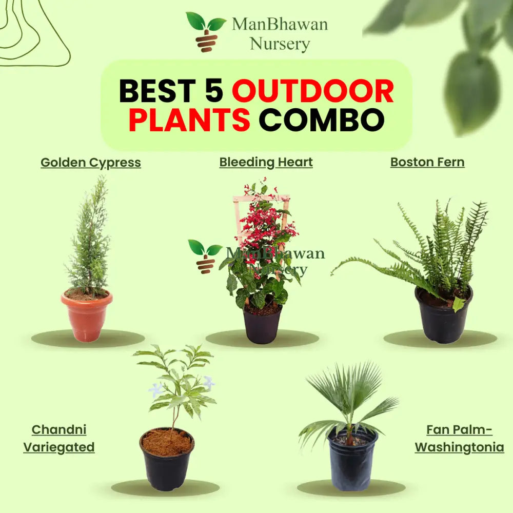 Best 5 Outdoor Plant Combo - Golden Cypress Bleeding Heart Boston Fern Fan Palm-Washingtonia Chandni Variegated