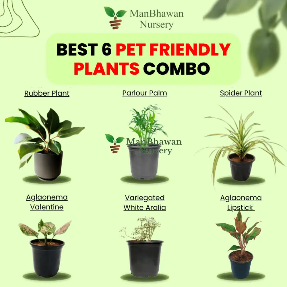 Best 6 Pet Friendly Plants Combo