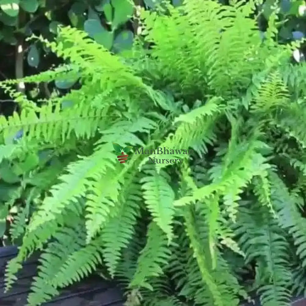 buy online premium boston fern plants, best boston fern plants for garden, live gardening plants 